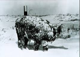 cattle blizzard
