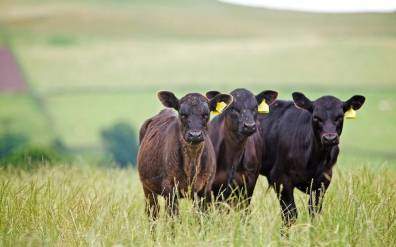 Calves in Field