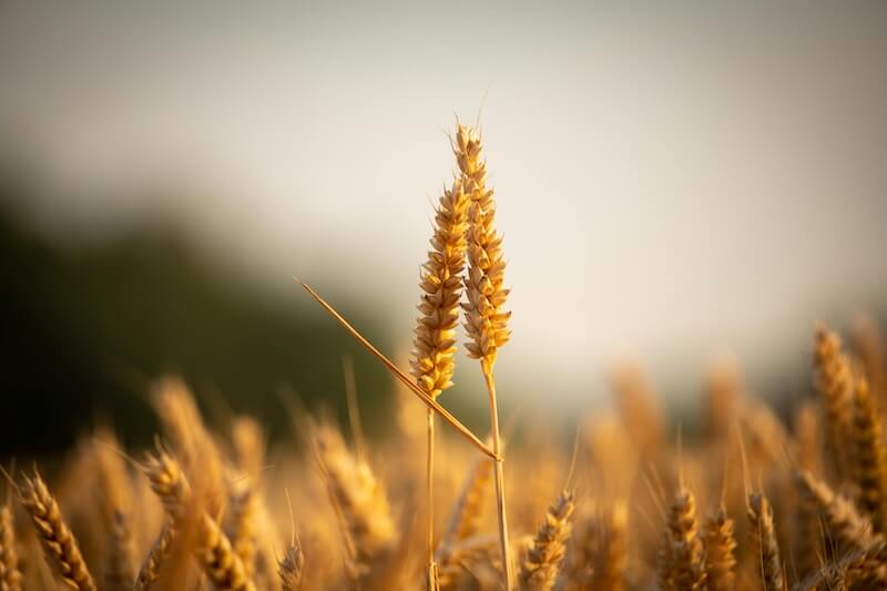 fields Life Settlements in a Retirement Account? Think Again.